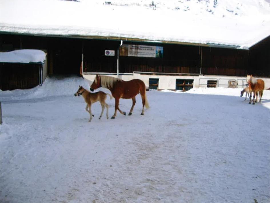 Merryshof Sankt Ulrich am Pillersee Kültér fotó